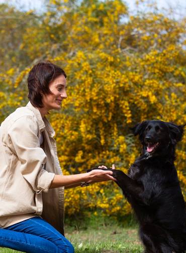 Köpeklerde İtaat Eğitimi