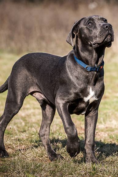 Cane Corso